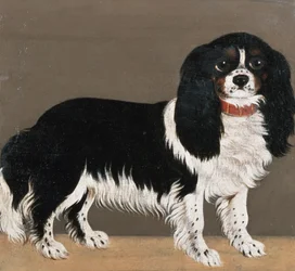 Ein Cavalier King Charles Spaniel